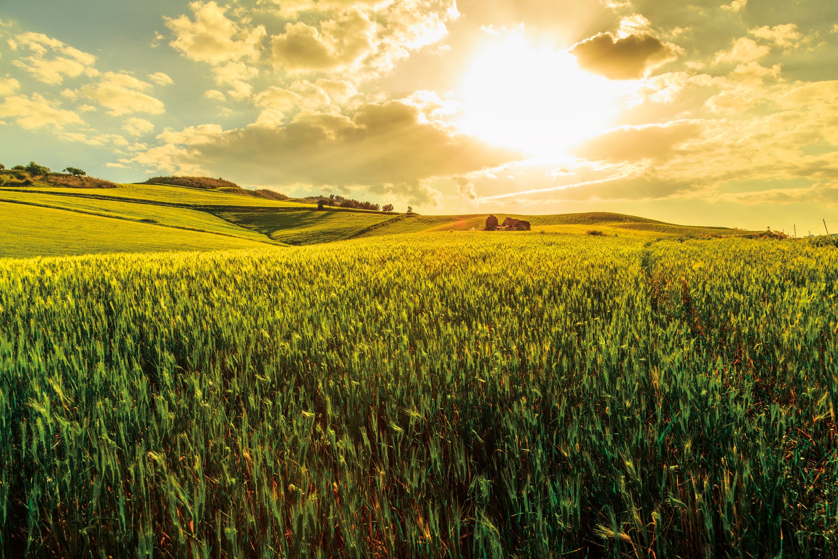 Golden wheat fields in Sicily